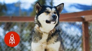 Exploring Denali National Park With Real American Sled Dogs