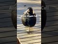 australian magpie sound a captivating aussie icon of natural beauty birds cute plssubscribe🦜