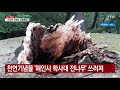 천연기념물 해인사 학사대 전나무 쓰러져 ytn