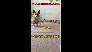 いちごを持ち逃げするコーギー子犬がかわいい過ぎる　corgi    #shorts