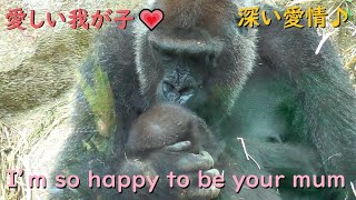 Mom Gorilla hugs her beloved child firmly.Thank you for making me a mom.【kyotocityzoo.】