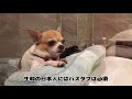 【ルームツアー】新築地上50階建タワマン 海外で愛犬との暮らし2ldkお部屋を紹介 【国際結婚夫婦】