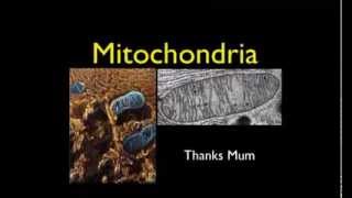 Mitochondria