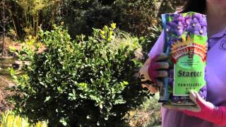 How to Grow Wintergreen Boxwoods : Grow Guru