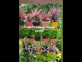 #shorts#indoor and outdoor vertical garden plants#mygarden voice