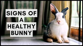 Rabbit Health Check: Signs of a Healthy Bunny