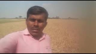 TUNGABHADRA SONA VARIETY Farmer experience sharing from challur Village, Gangavathi, Karnataka