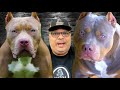 american bully pros and cons