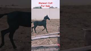 Marwari Colt for sale ,Sire Toofan Dam Rajlaskhmi(Varkana line)Age 4 months #marwarihorse #horse