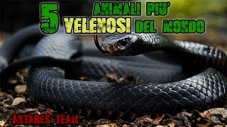 I 5 ANIMALI Più VELENOSI del Mondo