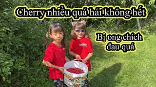 369| Cả nhà ra vườn hái gần 10kg cherry, gia đình chồng tây Ăn mắm | Cuộc sống Thuỵ Điển