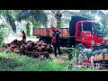 Orang malaysia angkat buah sawit di pokok sedang !! JAGAT CHANNEL