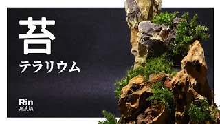 【苔テラリウムを作る】山岳風レイアウト