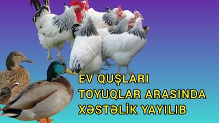 Toyuqlar arasında xəstəlik yayılıb, qırılırlar