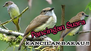 Suara Pancingan / masteran Kancilan Bakau !!