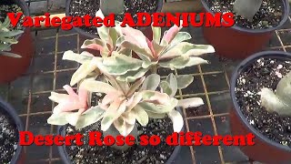 Plant Traveller: Variegated Adeniums  #DesertRose