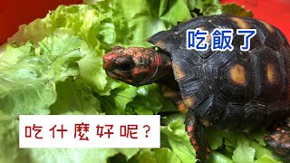 陸龜要吃什麼菜呢？ 陸龜的食物怎麼選比較好？