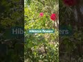 hibiscus flowers jasud flowers