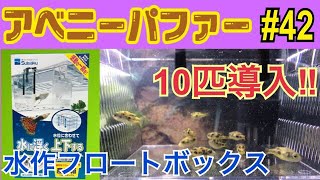 アベニーパファー 42 アベニーパファー追加するよ！Dwarf pufferfish