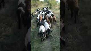 mp indore wali bhead aur bakri #shorts #viral #malvi #viralshorts