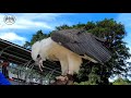 🔴 white billied sea eagle wbse soaring gliding