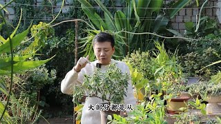 瑞香开花“3要素”，现在就能冒花苞，临近年关开爆盆