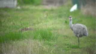 野鳥撮影・ 迷鳥 カナダヅル　Sandhill Crane 1