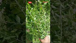 பக்கத்து வீட்டு அம்மாவின் பொறாமை குணம் 😱#shortsvideo #shortsviral #gardening #gardeningtips #mehandi