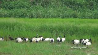 彩䴉與埃及聖䴉混群 4k / Glossy Ibis and Sacred Ibis- 4k