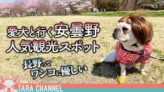 【長野旅行vlog】愛犬と行ける安曇野の人気観光スポットが最高すぎた【フレンチブルドッグ】