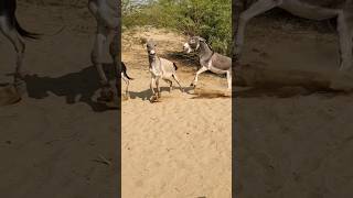 #animals #donkey ##ytshorts #ytshorts