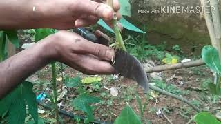 എരുക്ക് #erukku plant#, Calotropis gigantea#farming #DIY#home made