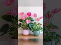 amazing collections of indoor plants trending garden indoordecor viral plants @subscribe