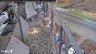 ЧОТИРИ ЯЙЦЯ. ЧЕРВОНОХВОСТИЙ ЯСТРУБ. США 14-4-24-EGGS. RED-TAILED HAWKS. ITHACA. NEW YORK. USA