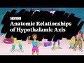 Understanding the Hypothalamic-Pituitary Axis Function | Sketchy Medical | USMLE Step 1