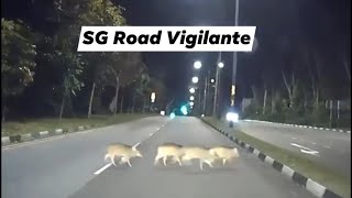 18jan2022 old jurong road wild boars crossing