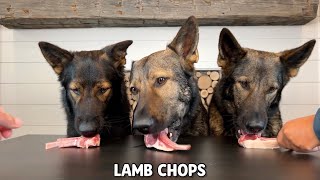 My 3 German Shepherds Review Foods