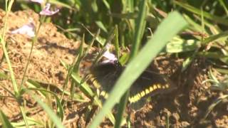 MARIPOSAS -Borde de oro (Battus polydamas)