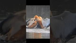 Ruddy shelduck fighting for breeding nesting season