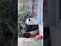 双胞胎大熊猫萌宝萌玉 两姐妹温馨日常 大熊猫 panda