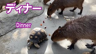 カピバラ劇場　夕飯のお時間です　Capybara　Dinner　time