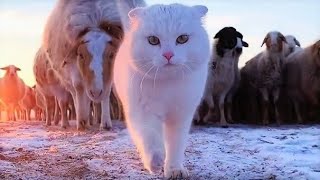 Funny animals - Funny cats / dogs - Funny animal videos 196