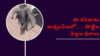 ఈ శనివారం అచ్చంపేటలో.....పొట్టేల పిల్లల ధరాలు||VM Sheep Farm.....