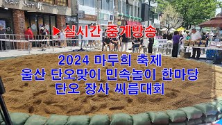 [2024 마두희 축제] 울산 단오 맞이 민속놀이 한마당 단오 장사 씨름대회(예선 전 풀영상)