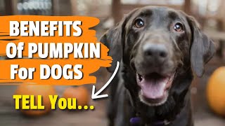 BENEFITS of PUMPKIN for DOGS 🐶✔️ (Upset Stomach)