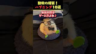 Xで8.5億回バズった動物ハプニング動画10選！10 Animal Happenings Videos That Got 850 Million Buzz on X!#犬#猫#動物#shorts