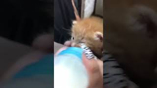 【喋る猫】 子猫 ミルク 飲ませ方