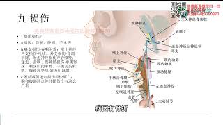 徐高磊神经反射疗法23 第二十三讲 迷走神经下