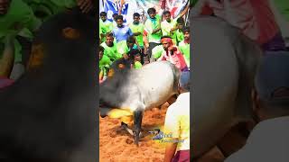 நொறுக்க போகுது,அருமையான மாடு பா @kumki photography #jallikattu  #manjuvirattu