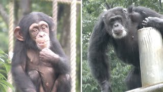 大雨のデッキーたち　38分　多摩動物公園　チンパンジー